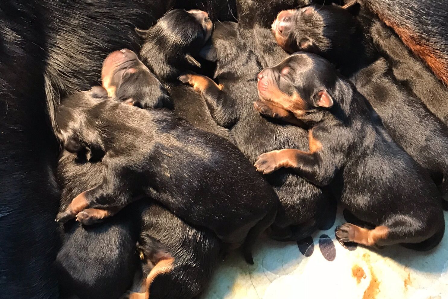 Sidney Rose Rottweilers Rottweiler Puppies for Sale in Campbellsburg