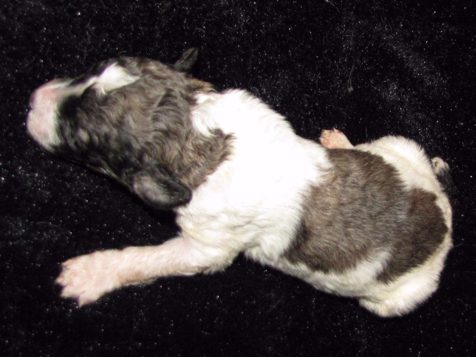 beautiful standard poodle puppies for sale beautiful standard poodle puppies for sale
