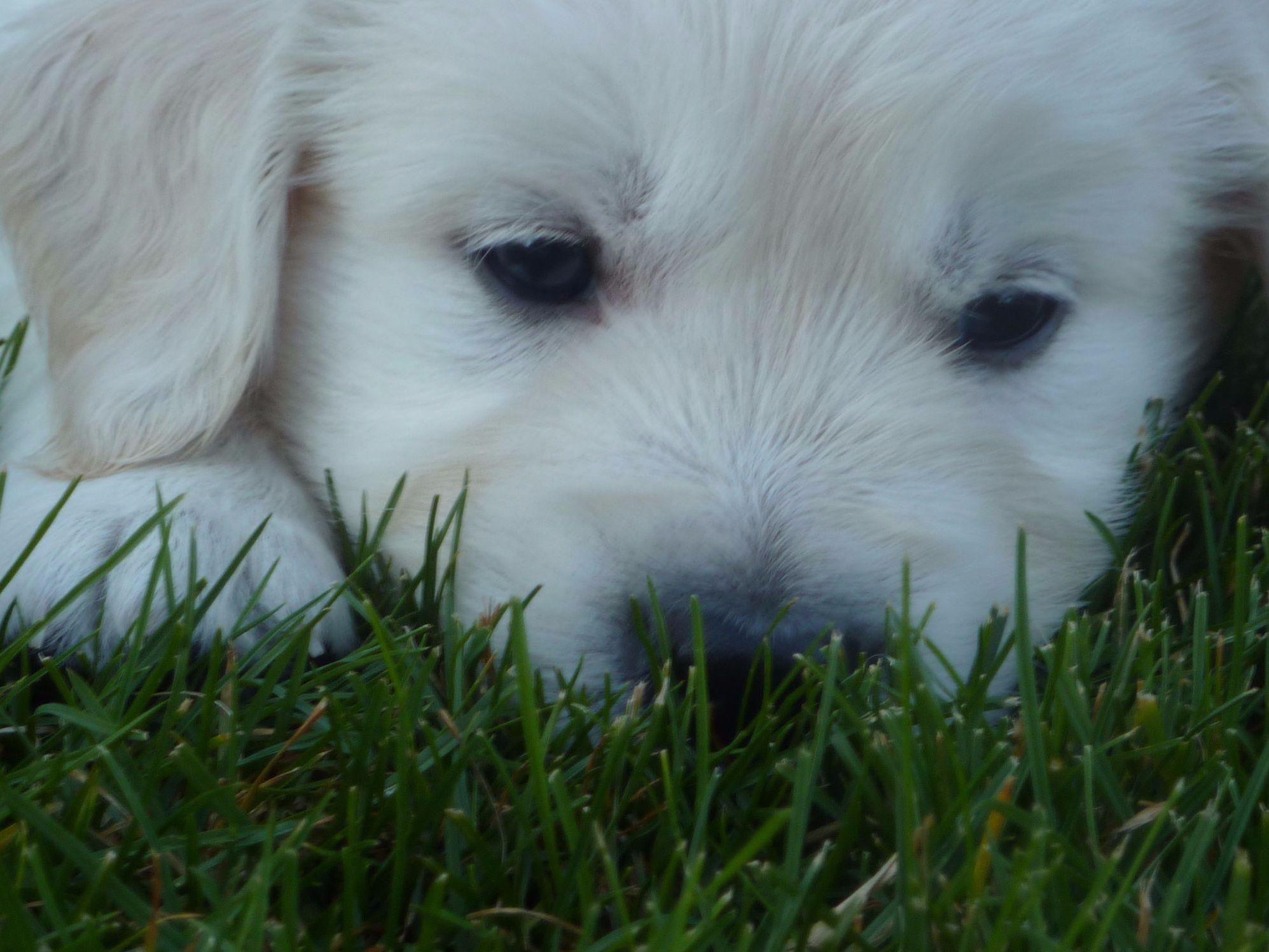 WHITE GOLDENS OF WASHINGTON Puppies For Sale