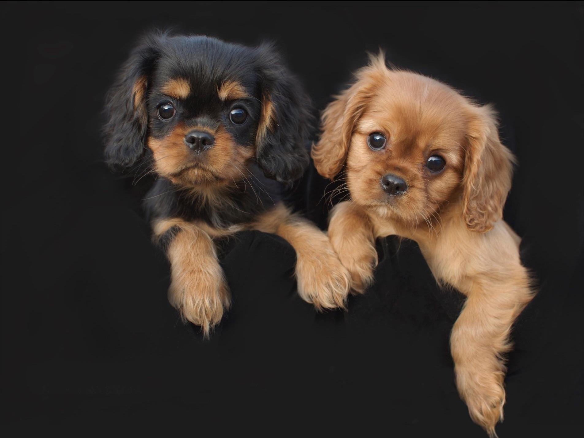 Mokido Cavaliers Puppies For Sale