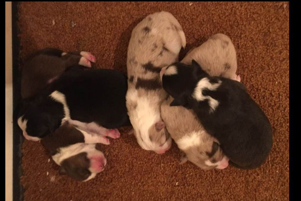 Triskle Border Collies Border Collie Puppies for Sale in Torrington