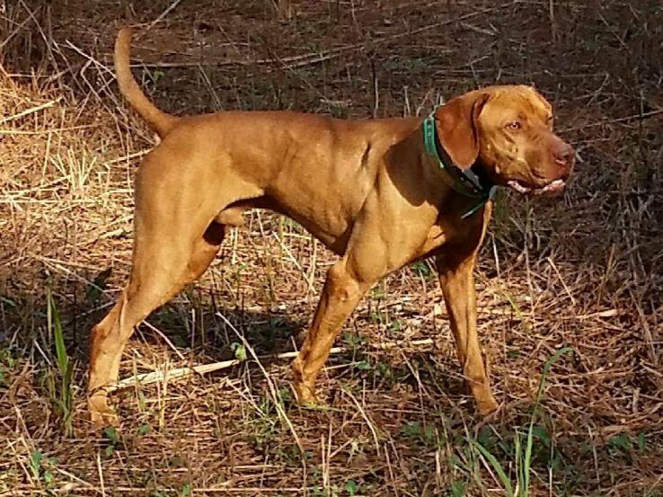 Springfield Kennels Vizsla Puppies for Sale in Roanoke, AL AKC