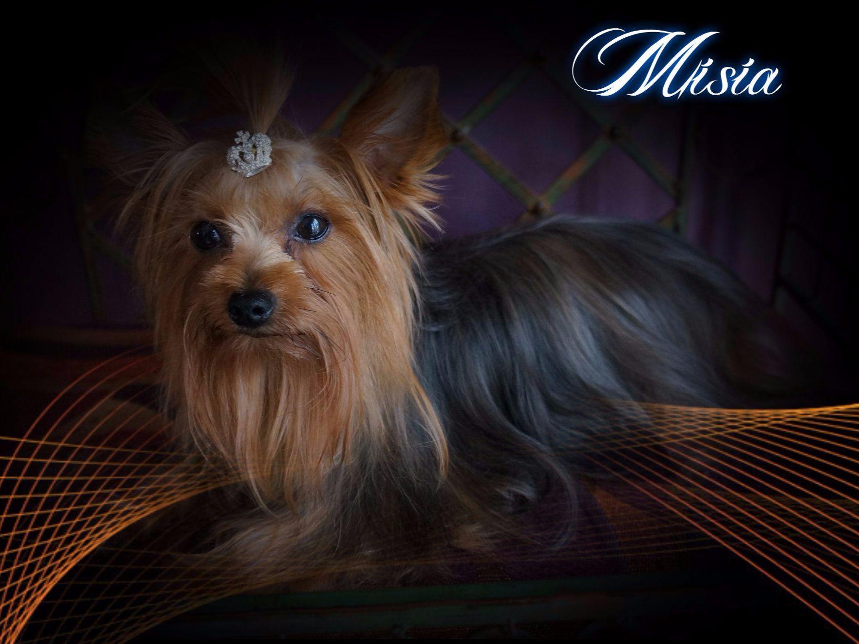 mystical yorkies