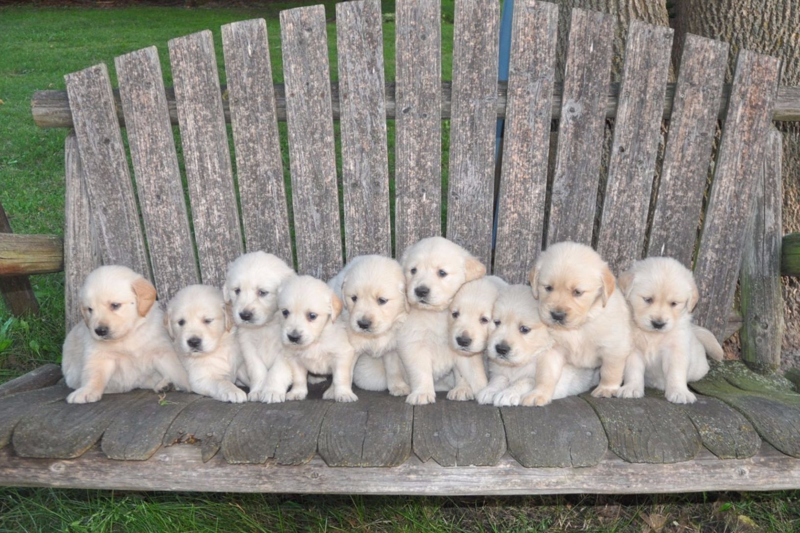 J&B's Golden Retrievers Golden Retriever Puppies for Sale in Fort