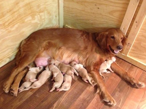 akc marketplace golden retriever puppies