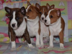 Basenji Puppies For Sale Akc Puppyfinder