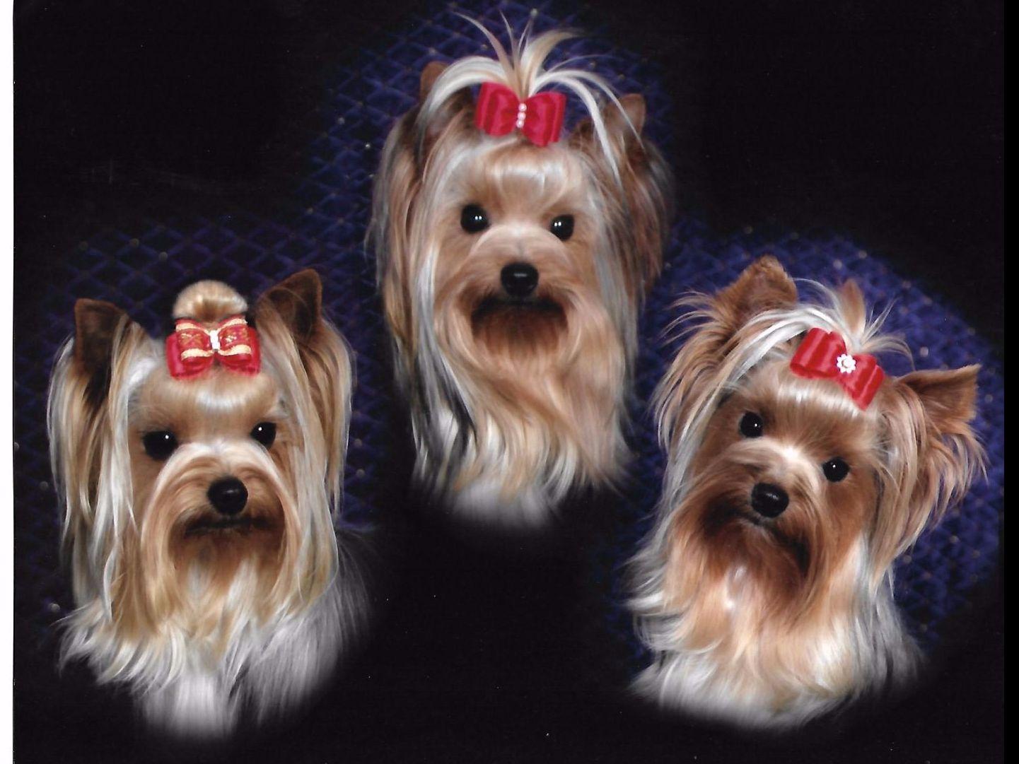 Kibet's Yorkshire Terriers Puppies For Sale