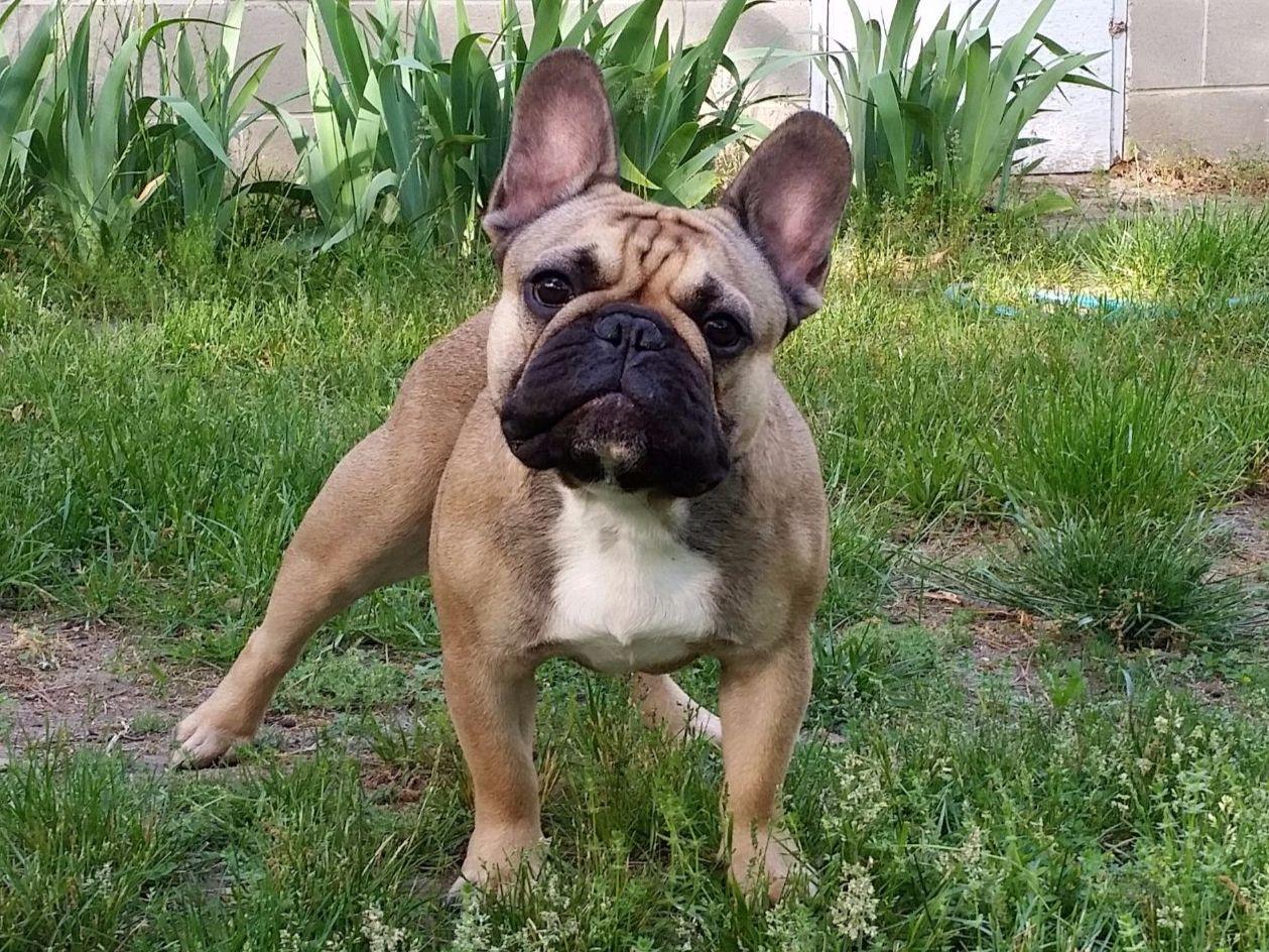 Eminencek9 - French Bulldog Puppies for Sale in Sidney