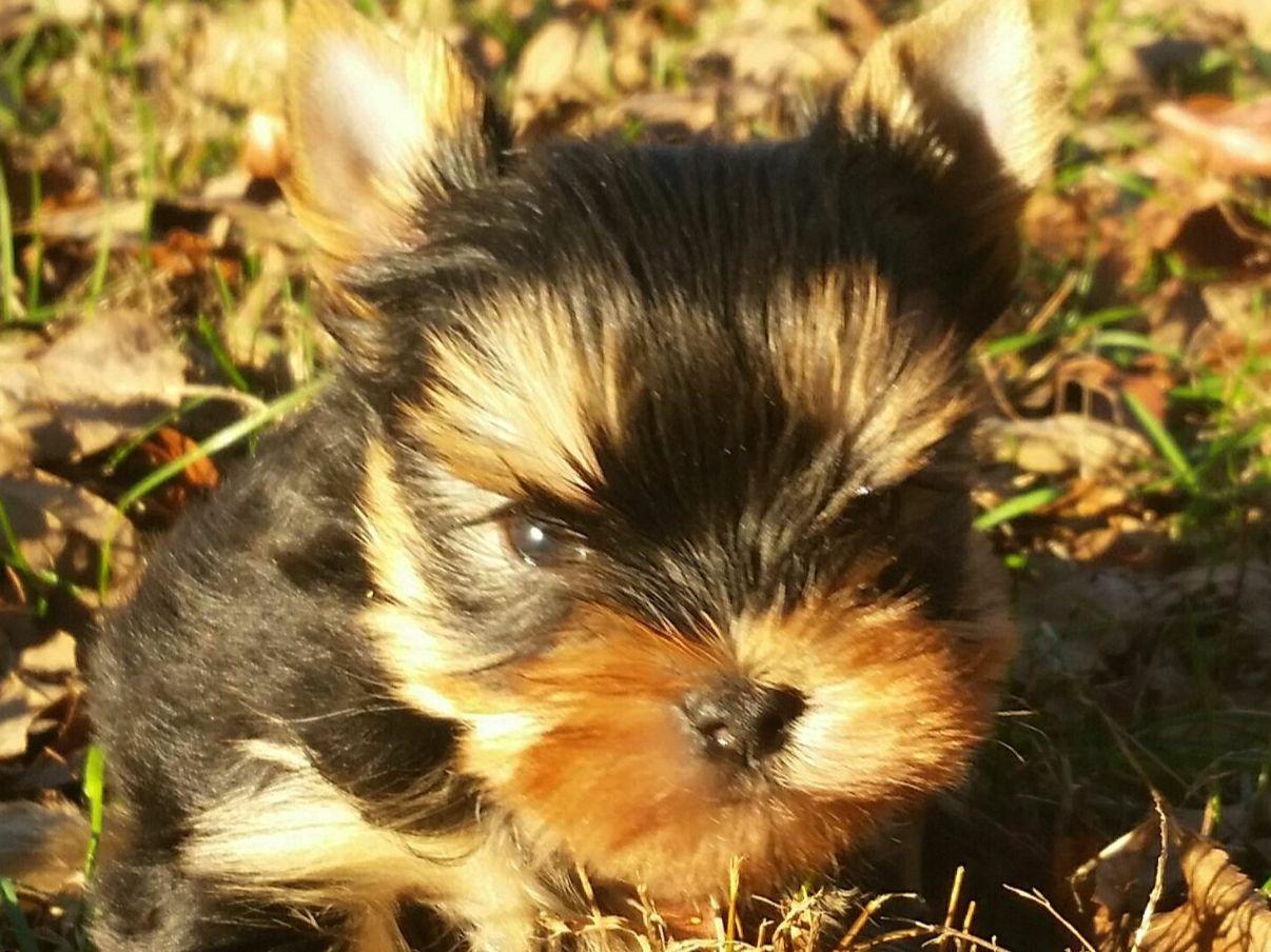 Remarkable Yorkies Yorkshire Terrier Puppies for Sale in Ellington, MO AKC Marketplace
