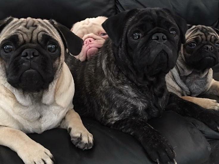 California Pugs Puppies For Sale
