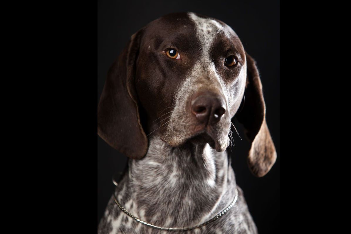 Nancy Lane Lazy Heart's Kennel Weimaraner Puppies for Sale in