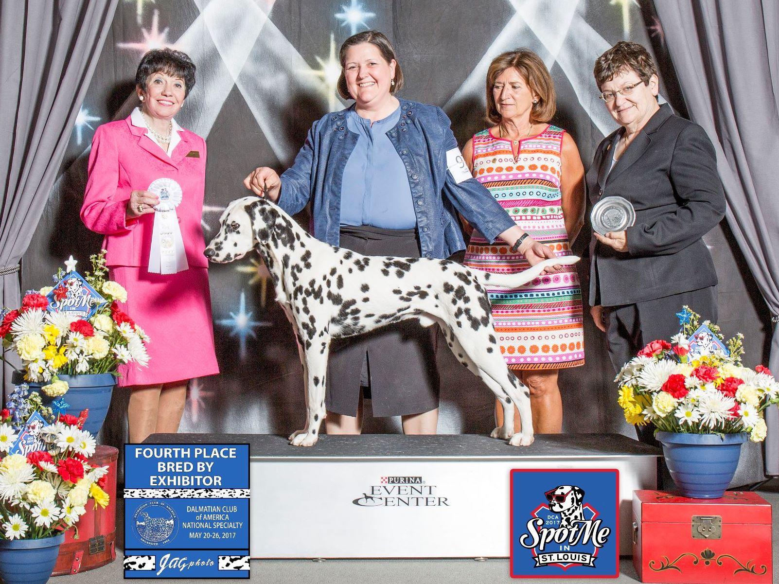 McDottie Dalmatians Dalmatian Puppies for Sale in Lebanon, PA AKC