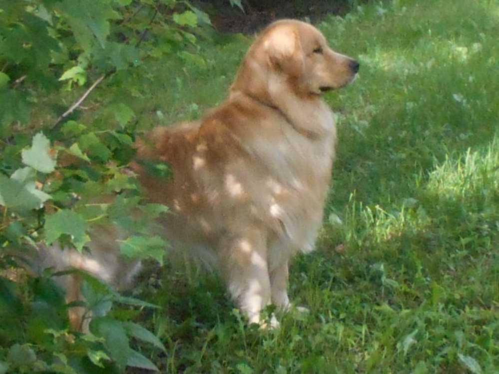 THOMAS FLYNN Golden Retriever Puppies for Sale in Johnstown, PA AKC