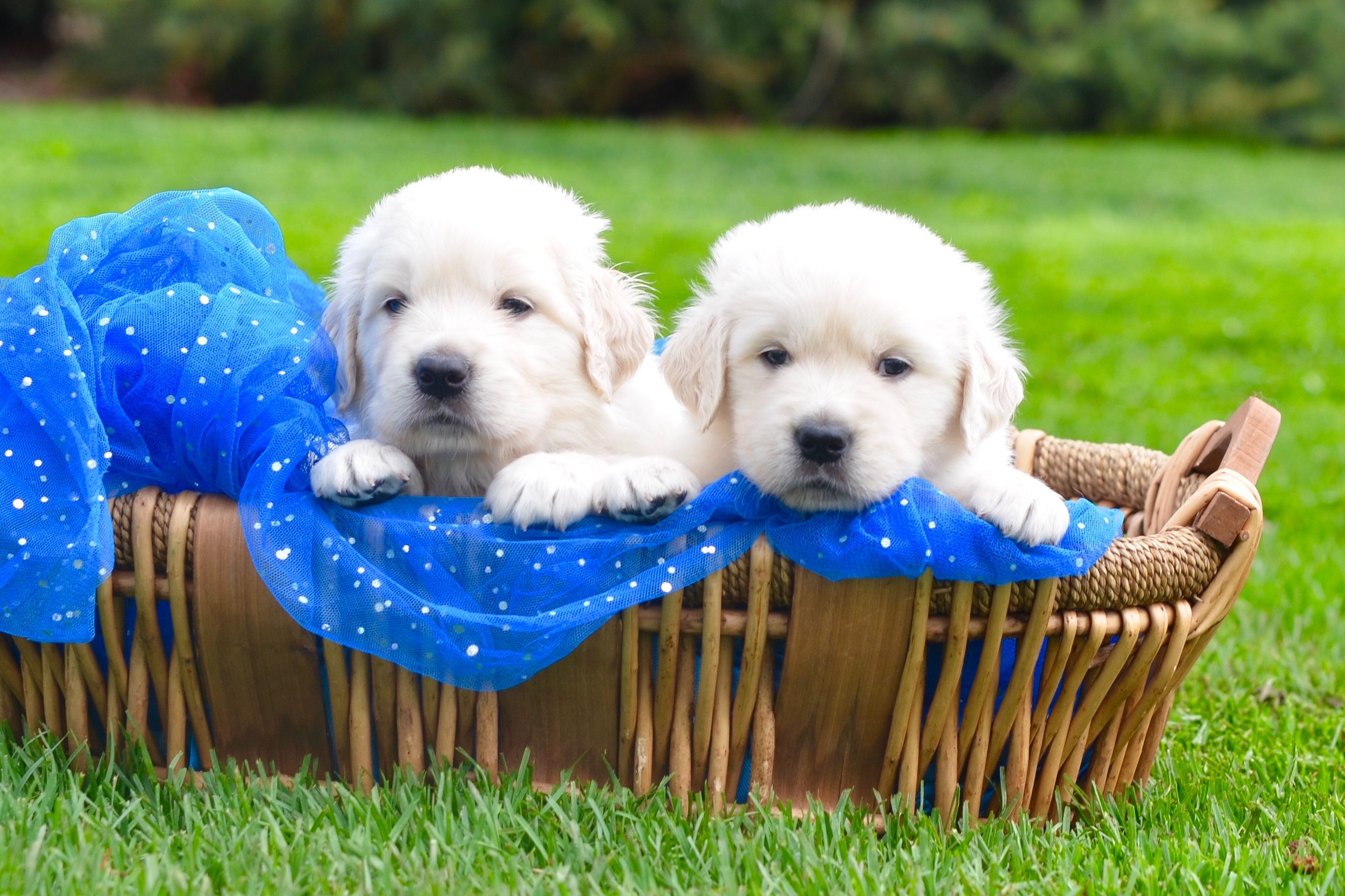 Golden Retriever Puppies for Sale in Loveland, CO AKC Marketplace