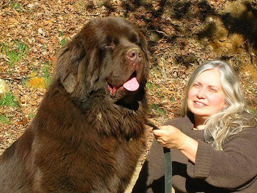 akc newfoundland puppies for sale