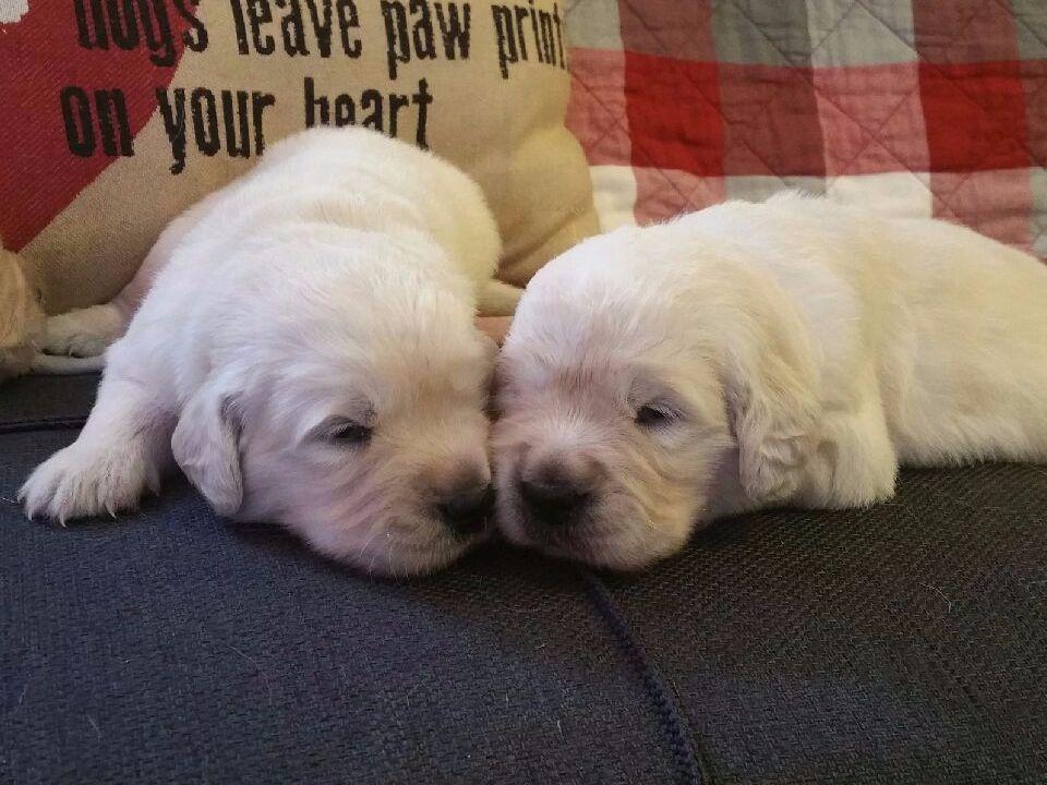 Savannah Goldens Golden Retriever Puppies for Sale in Stockbridge, GA