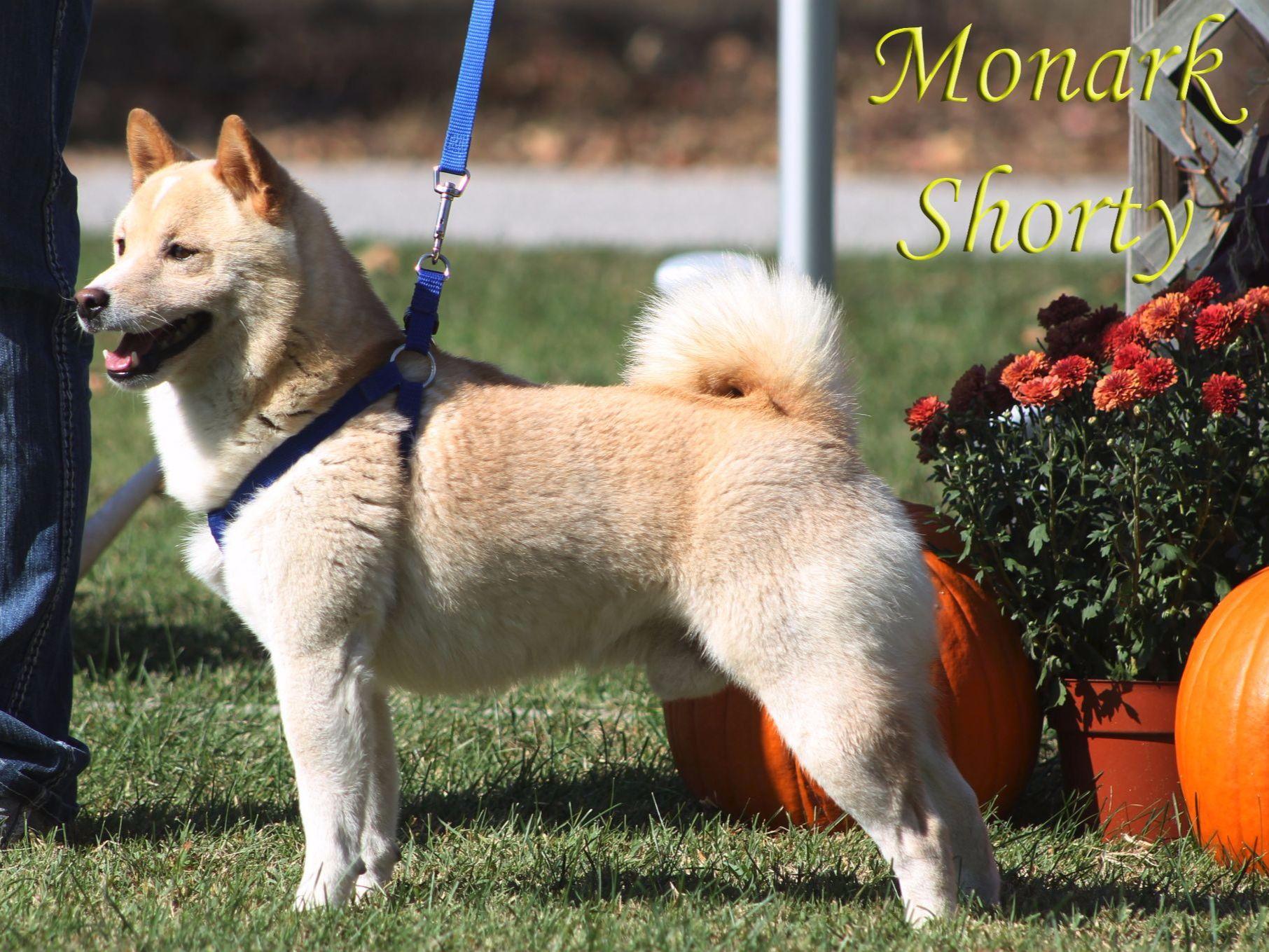 Monark Puppies Judy Speak Miller Beagle Puppies for Sale in Neosho