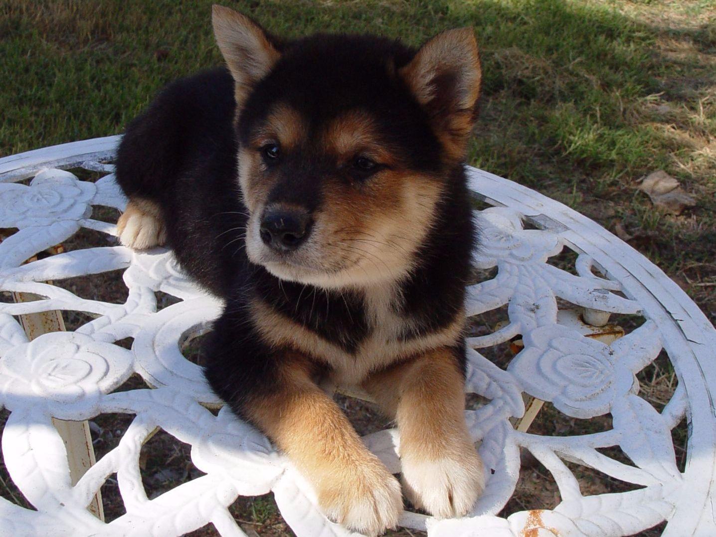 Shibainuhoustoncom Puppies For Sale