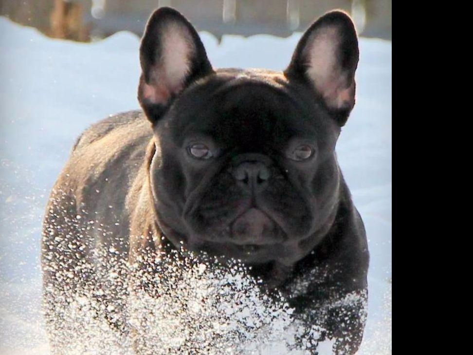 BREEZY HILL BULLIES French Bulldog Puppies for Sale in Mulberry, KS