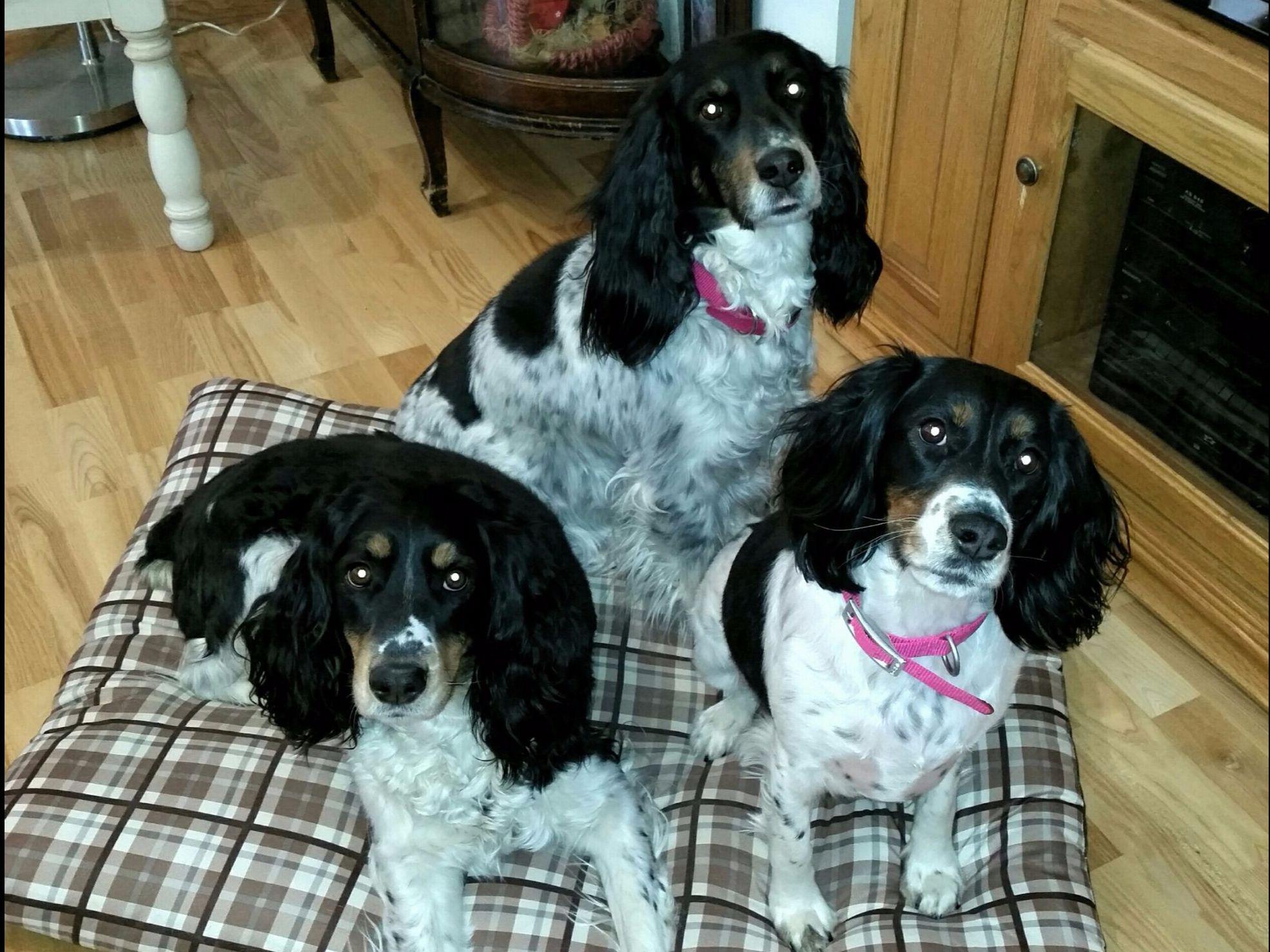 Pepper's Pups Puppies For Sale