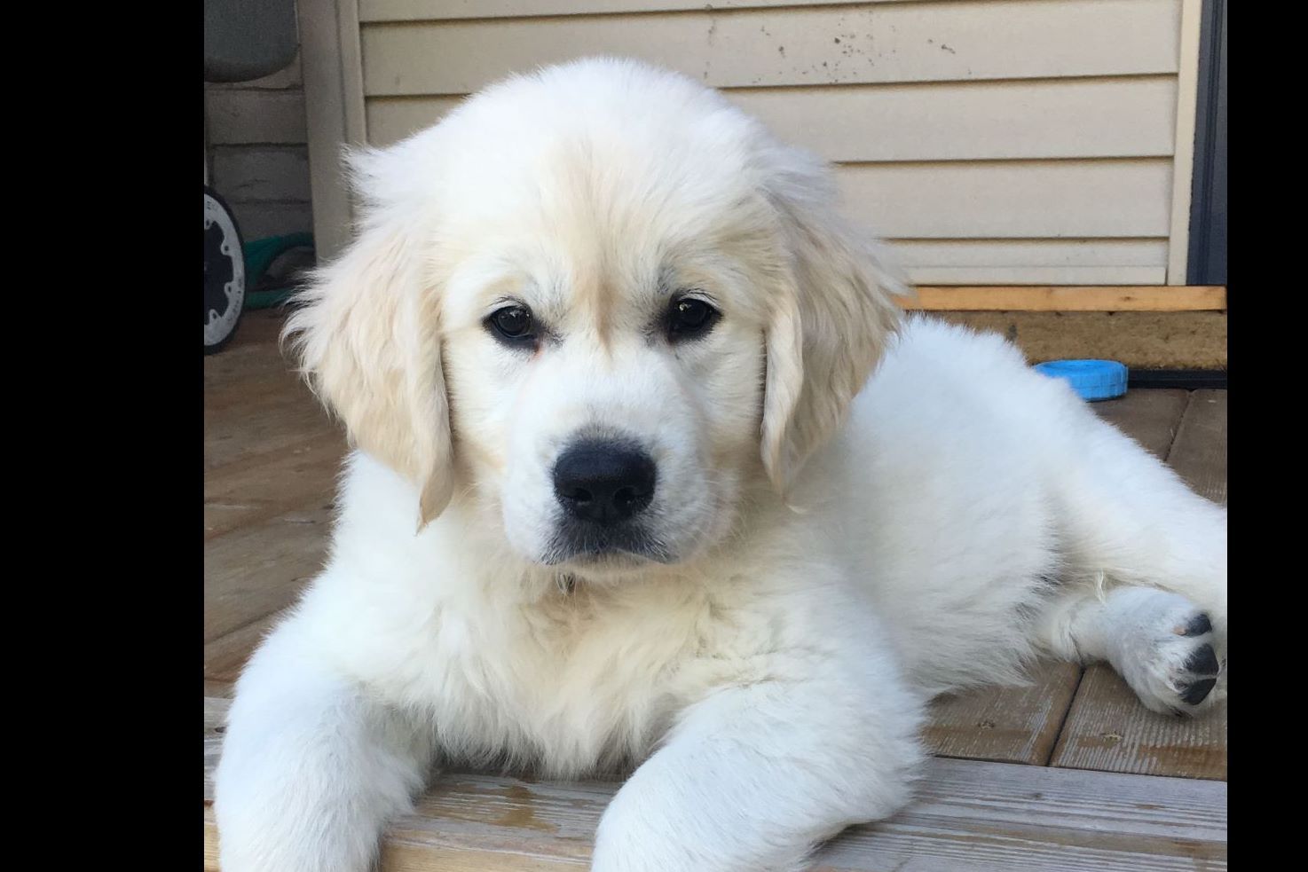 English Garden Goldens Puppies For Sale