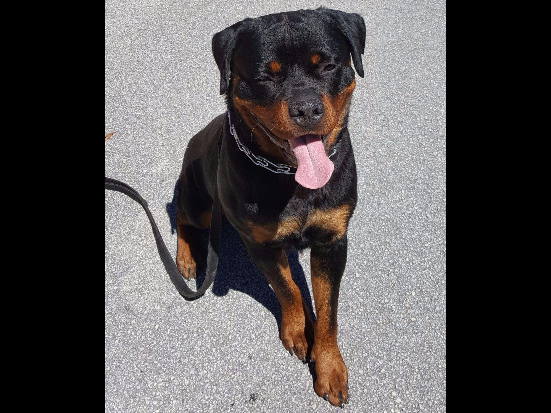 A and W Kennels Rottweiler Puppies for Sale in Lakeland, FL AKC