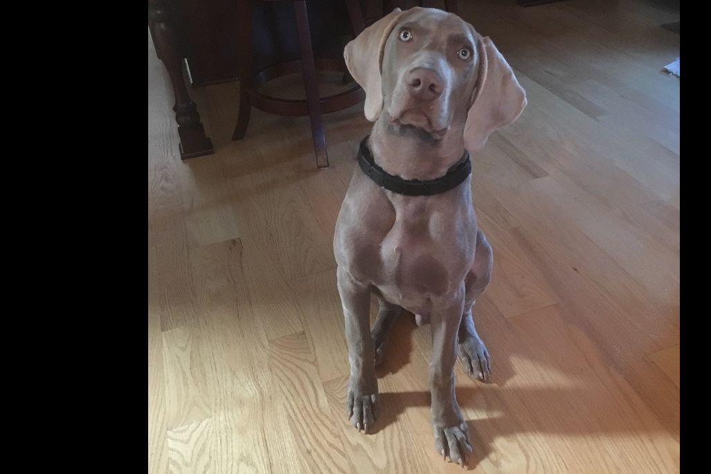 akc weimaraner puppies for sale