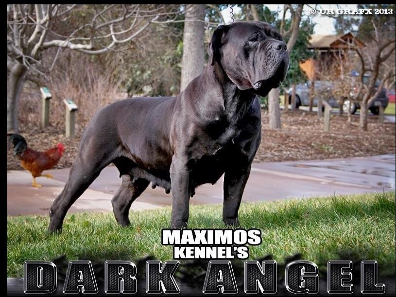 Cane Corso Optimal Size - Outlaw Kennel