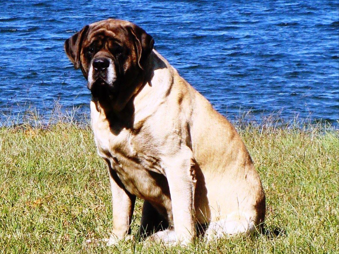 JOHNSON FARMS MASTIFFS Puppies For Sale