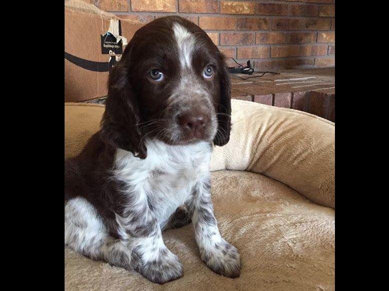 Rocky Mountain Springer Spaniels Puppies For Sale
