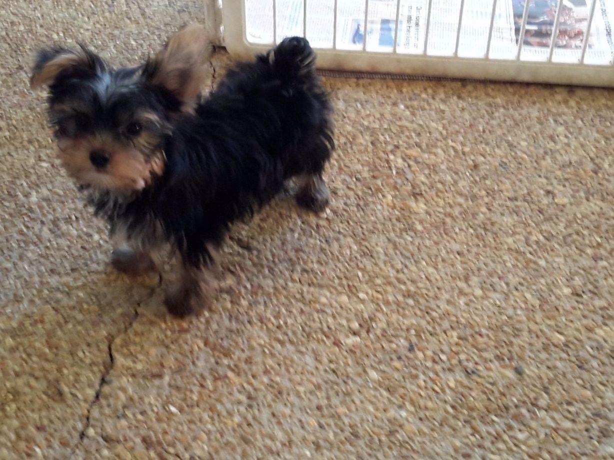 Gray's Yorkies Puppies For Sale