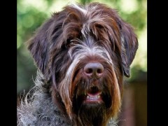 akc wirehaired pointing griffon