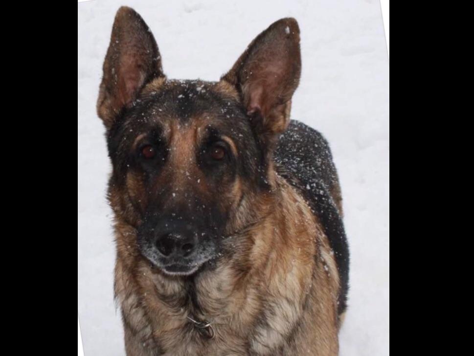 STILLWATERS GERMAN SHEPHERDS Puppies For Sale