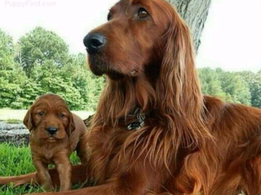 Win Miller Puppies For