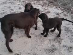 flat coated retriever gumtree