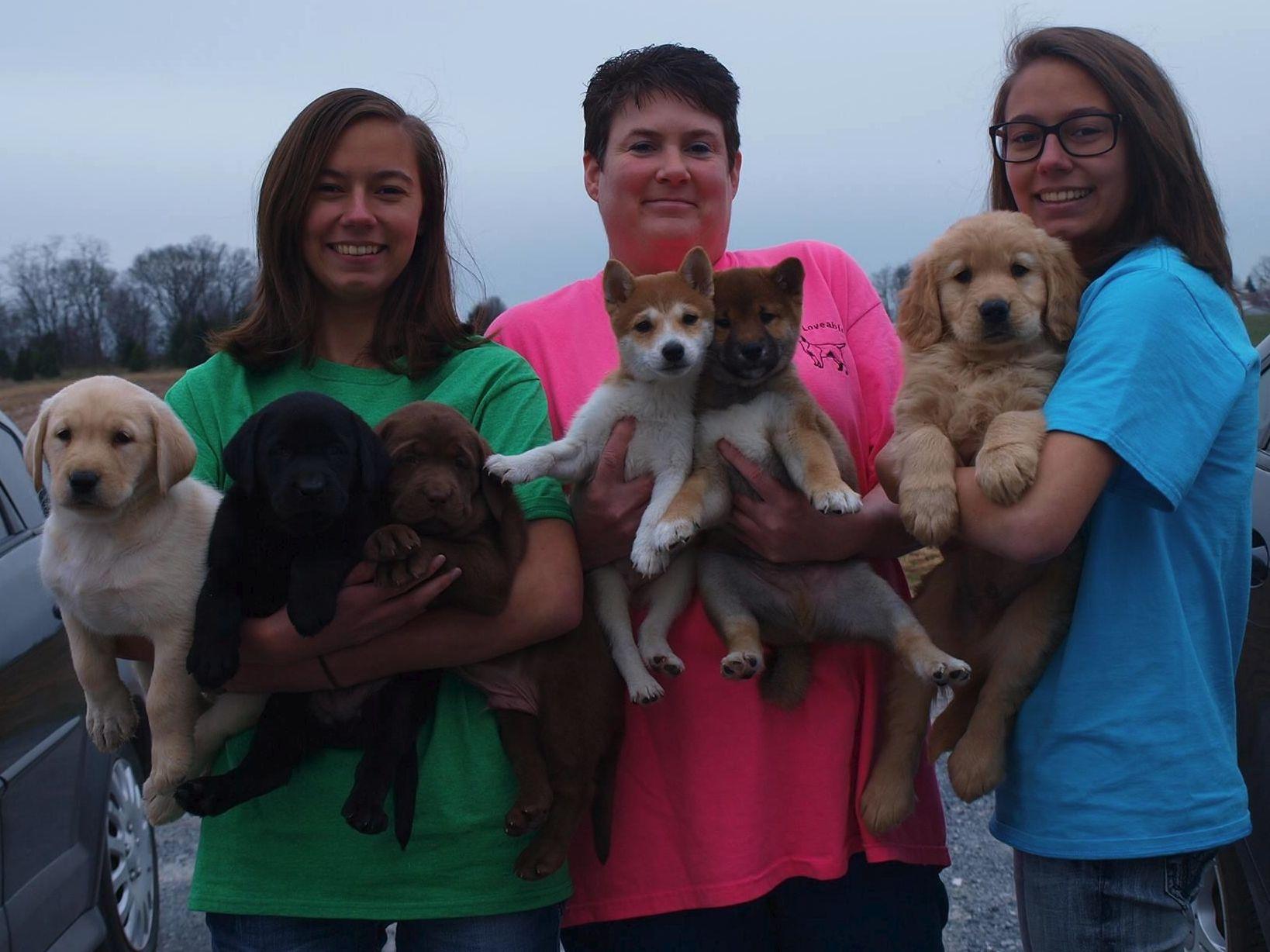 lally's loveables shiba puppies