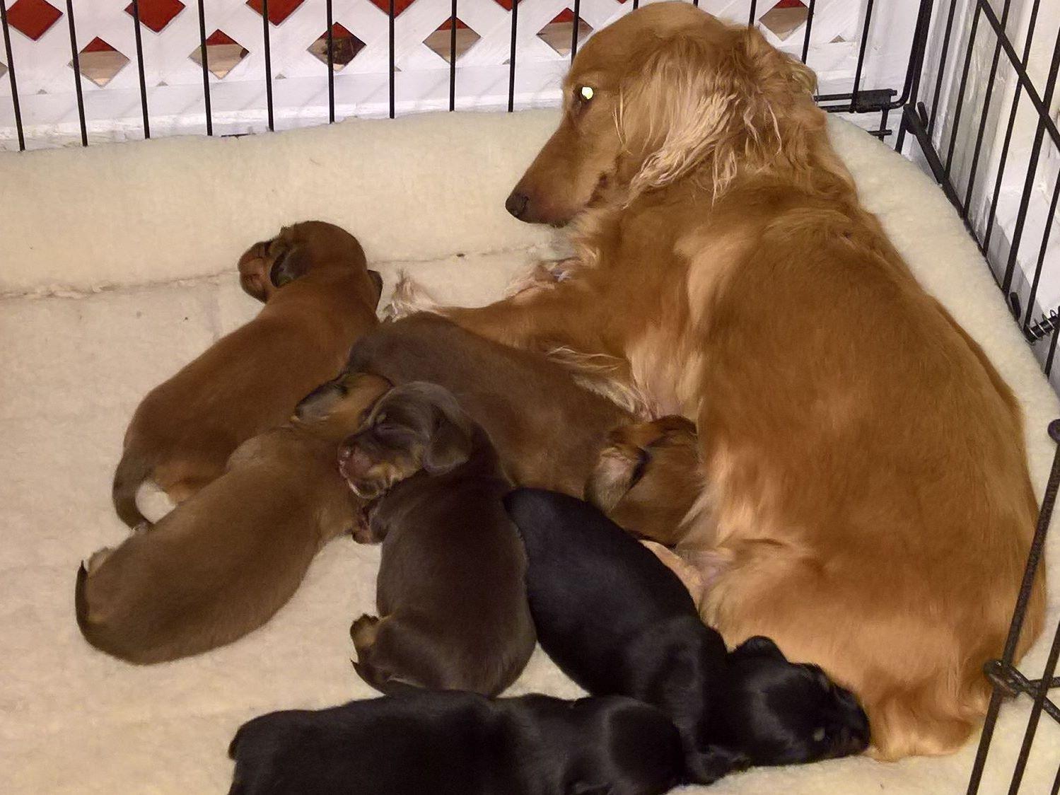 Peaks Kennel Puppies For Sale