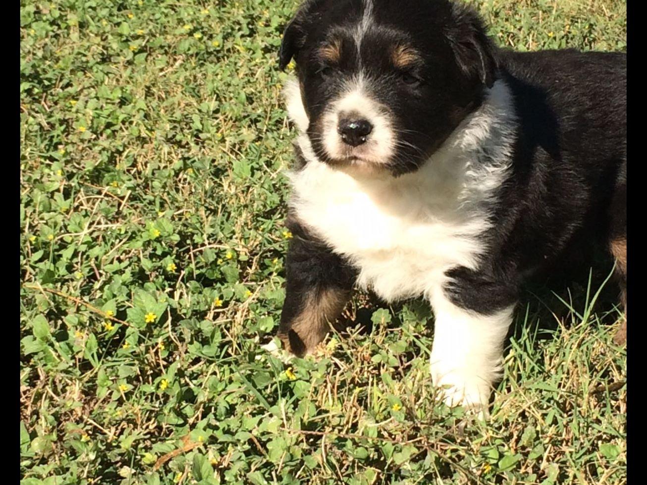 Suzy Moody Australian Shepherd Puppies for Sale in Kerrville, TX AKC Marketplace