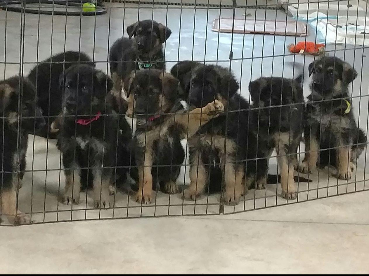 Sally Krickeberg German Shepherd Dog Puppies for Sale in Mukwonago