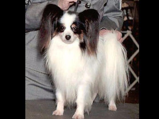 JimJac Papillions -Jacqueline Smith and Jimmy Smith - Papillon