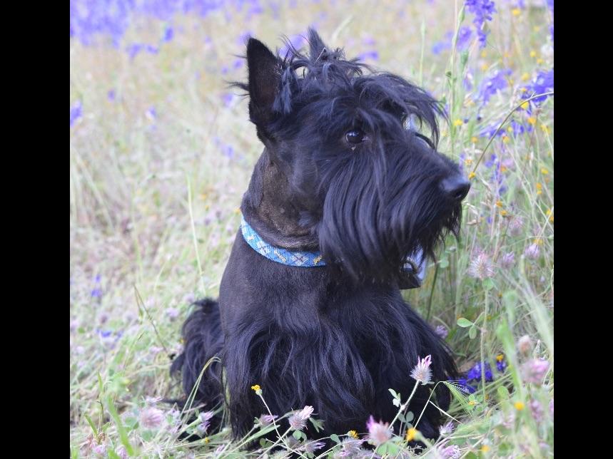 Alterton Scottish Terriers Puppies For Sale