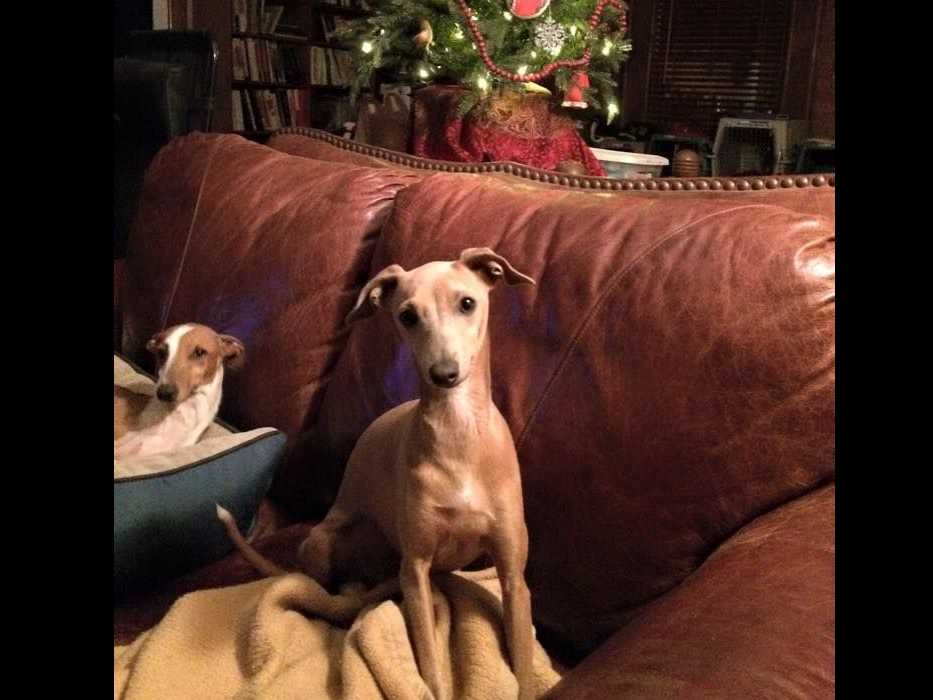 Rhamah Italian Greyhounds Italian Greyhound Puppies for Sale in Conifer, CO AKC Marketplace