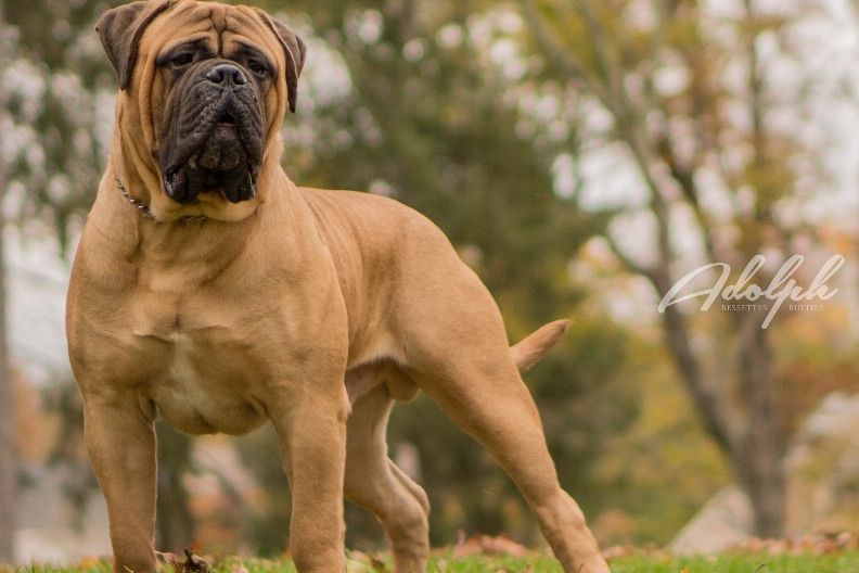Alexandra Bessette Bullmastiff Puppies for Sale in Attleboro, MA