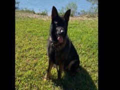 akc marketplace german shepherd
