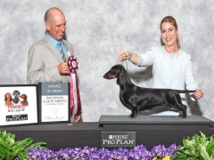 quality akc dachshunds