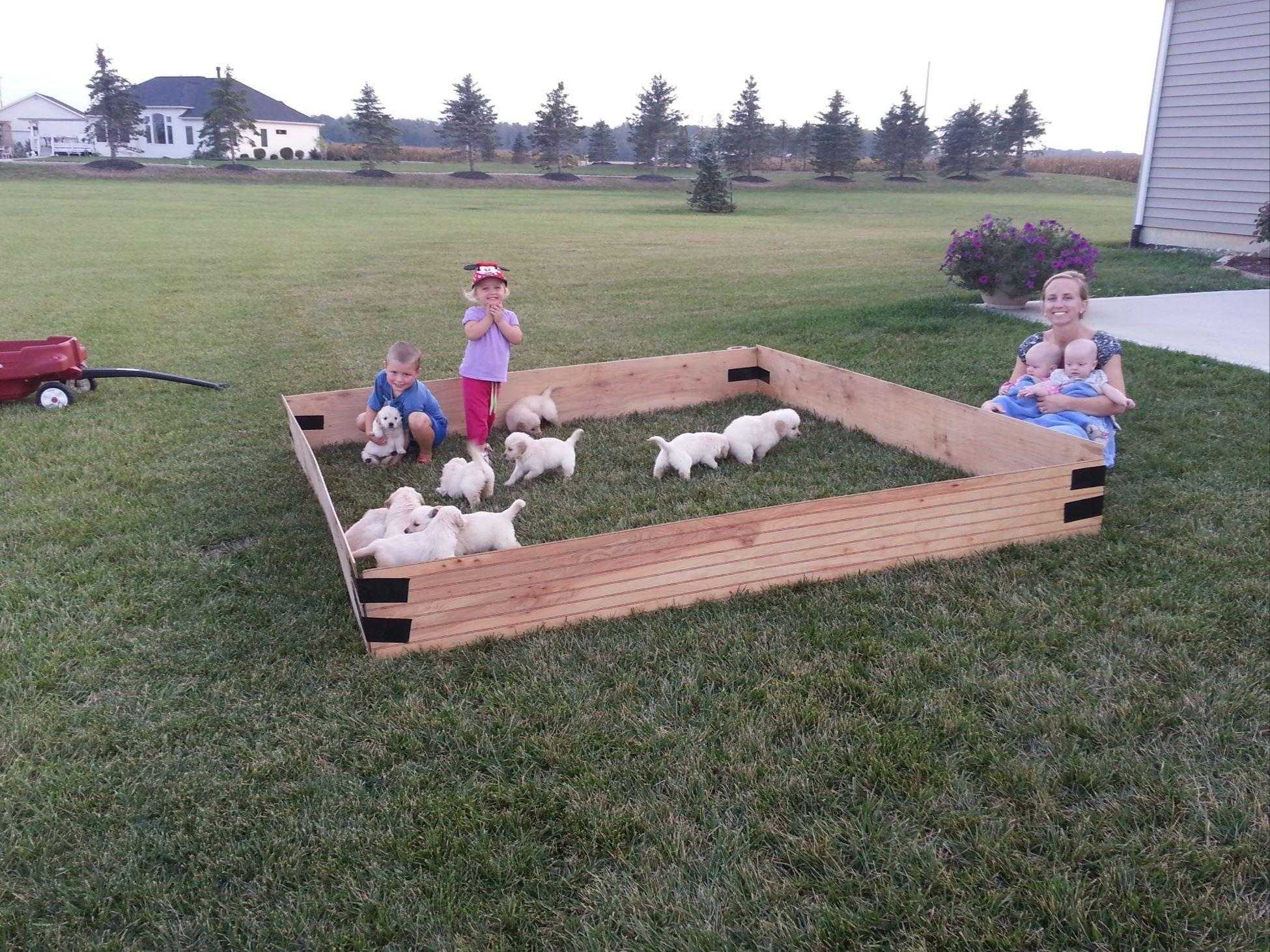 Nick Burnham Golden Retriever Puppies for Sale in Monroeville, IN