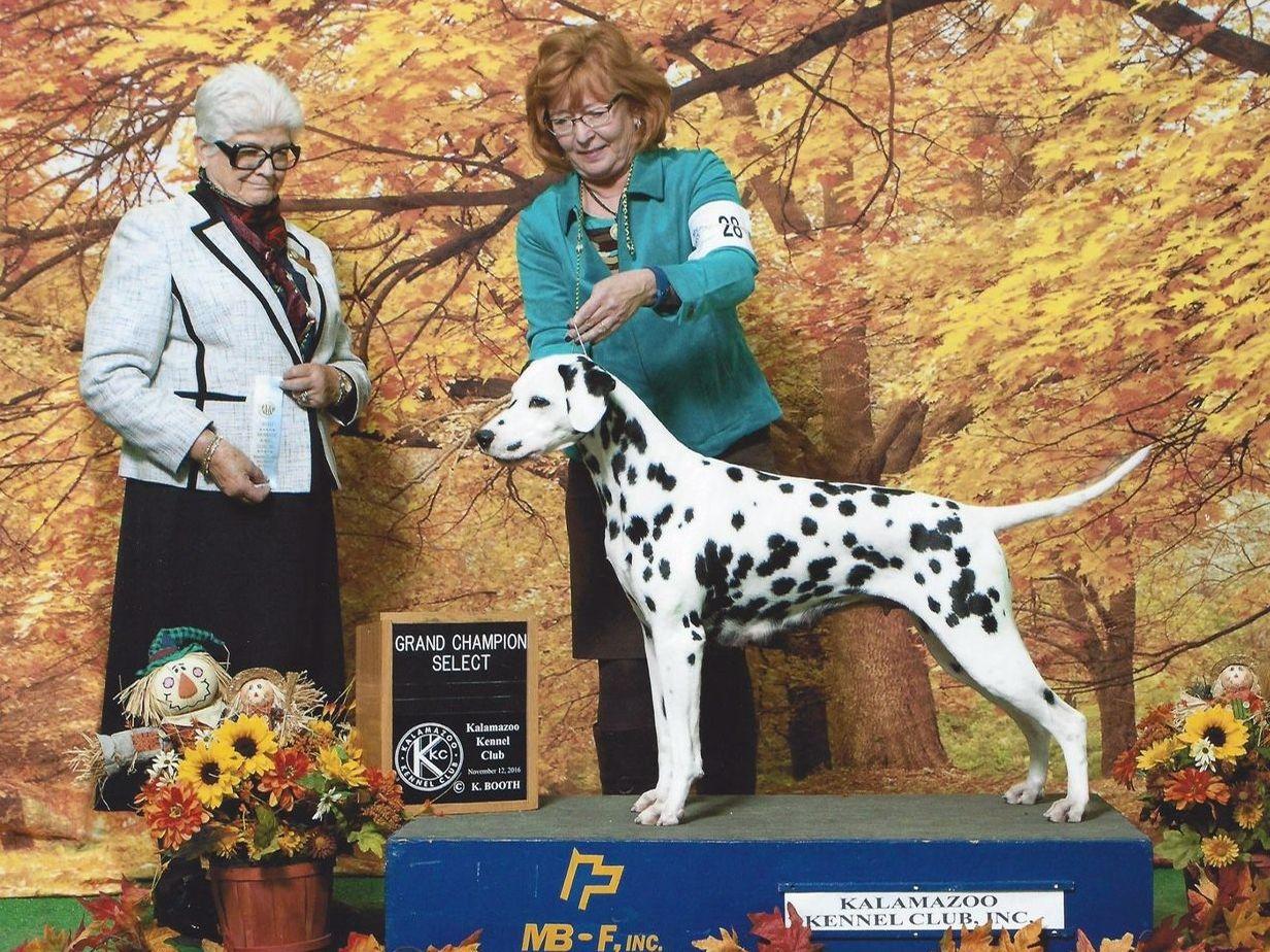 Akc Dalmatian 2025