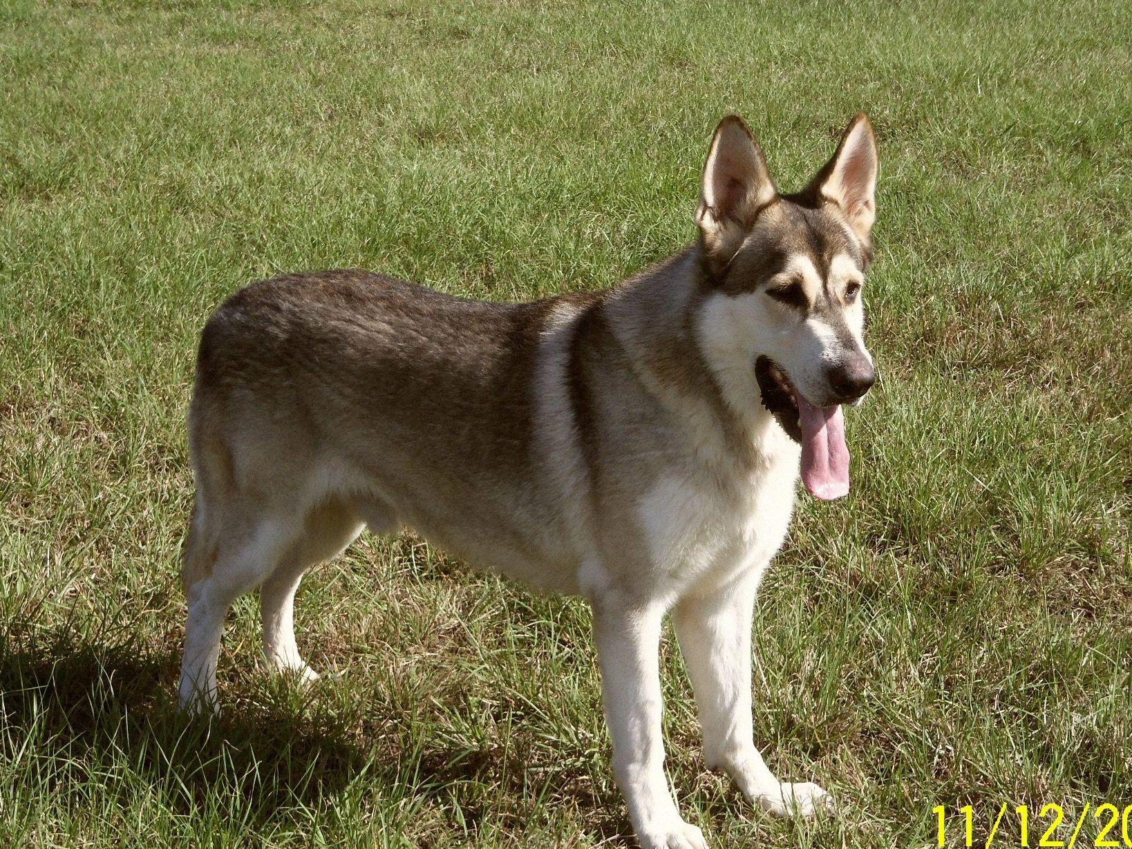 Where To Advertise My Dog For Sale Where To Advertise My Dog For Sale
