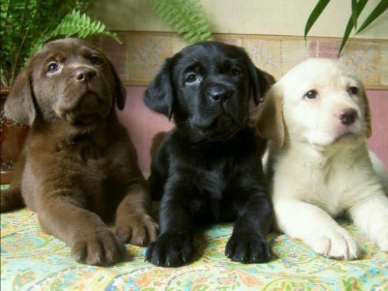 akc marketplace pugs