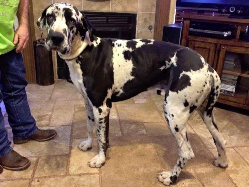 Johnston's Gentle Giant Great Danes Puppies For Sale